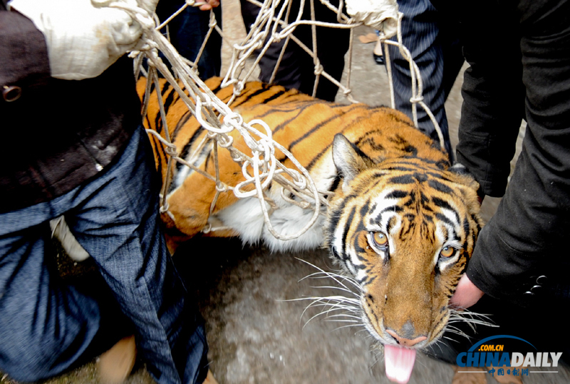 成都動物園猛獸搬家 麻醉后吐舌“賣萌”