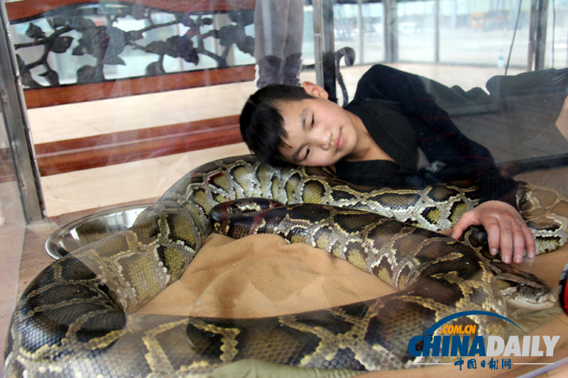 廣東佛山少年與大蟒蛇“同居” 引來眾多體驗者