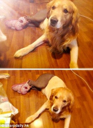 中國狗狗秀性感絲襪照引英媒關注