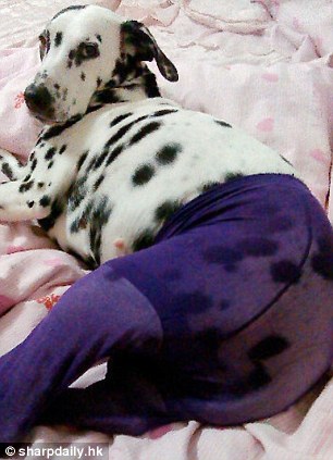 中國狗狗秀性感絲襪照引英媒關注