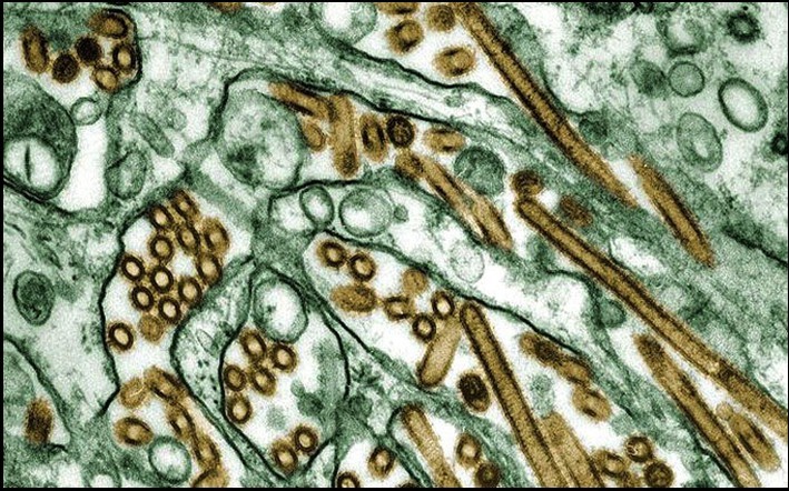 圖說流感的千年歷程