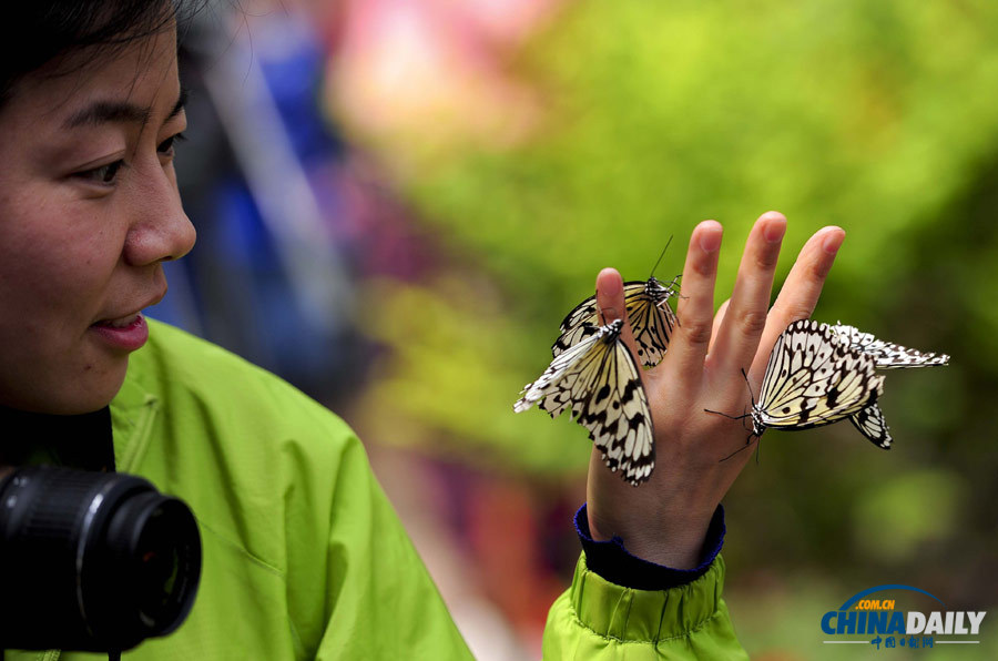 北京植物園蝴蝶生態(tài)園開門迎客