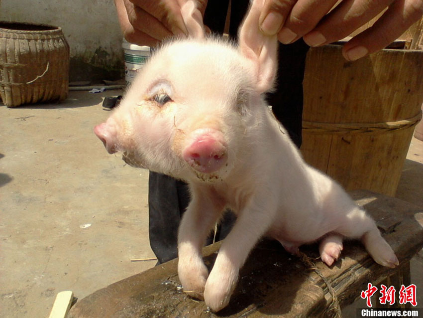 江西一母豬產(chǎn)雙頭小豬（組圖）