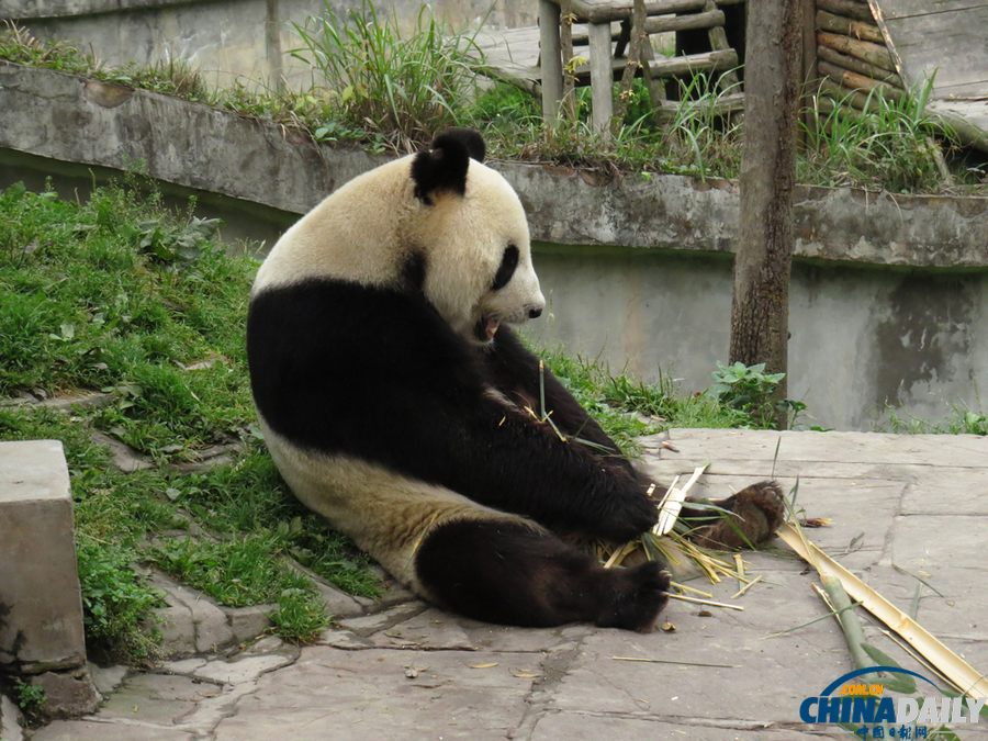 四川雅安：震后大熊貓生活恢復正常