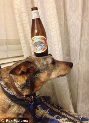 快到鼻子上來!超萌狗狗身懷絕技 鼻子啥都能頂