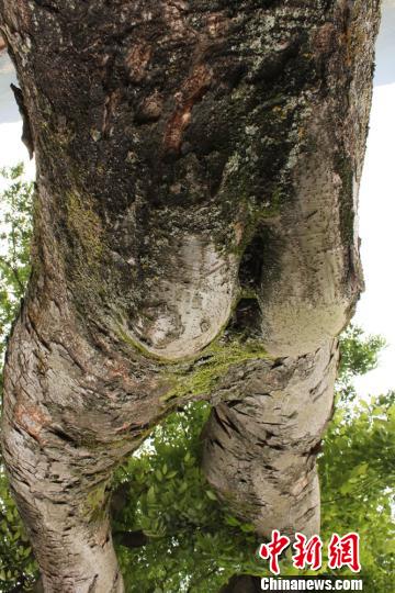 湖南桂東發現“怪樹” 神似蹲式人體下半身