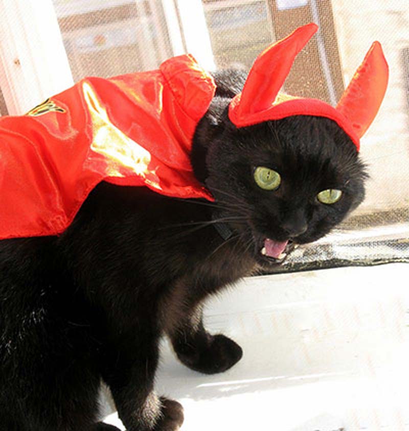 百變貓咪秀 萌呆了