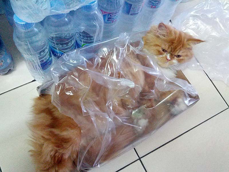 百變貓咪秀 萌呆了