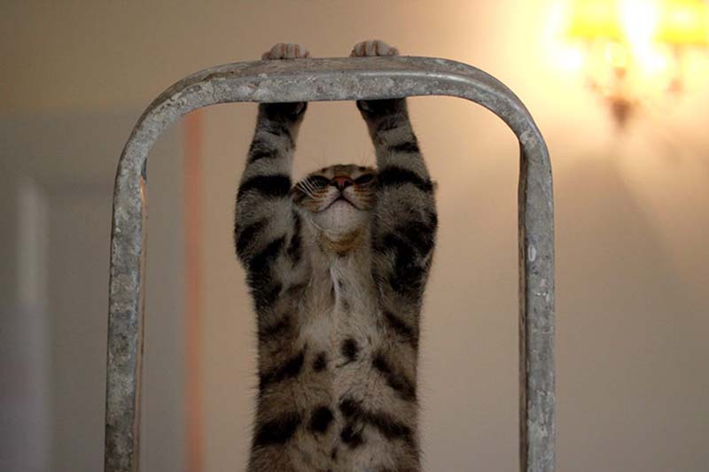 百變貓咪秀 萌呆了