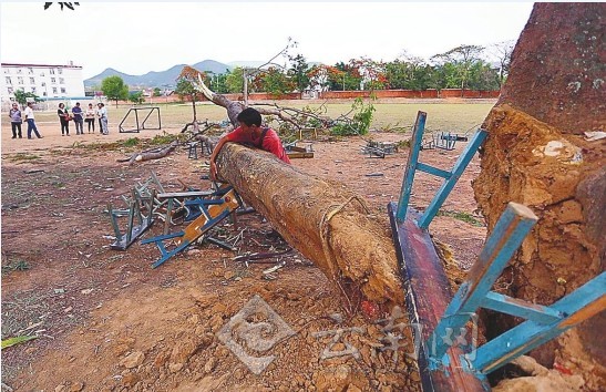 云南普洱一中學(xué)演講時(shí)大樹(shù)倒塌致1死28傷