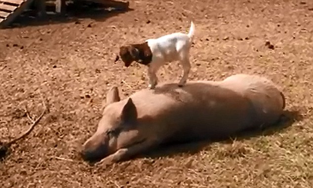 美農(nóng)場(chǎng)可愛(ài)羊羔躍上豬背令人捧腹(組圖)