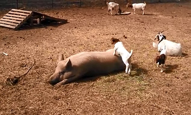 美農(nóng)場可愛羊羔躍上豬背令人捧腹(組圖)