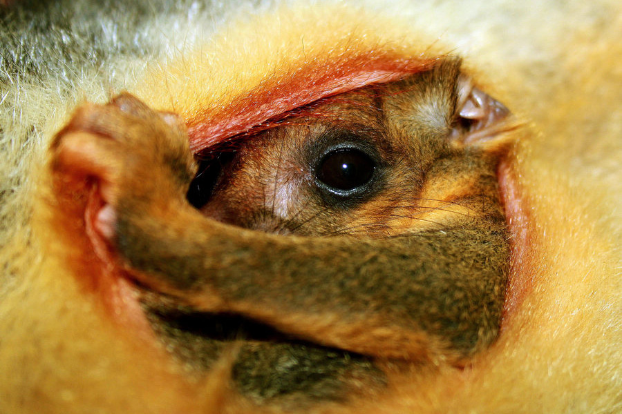 小動物幼稚園也過兒童節(jié) 超級萌物排排坐