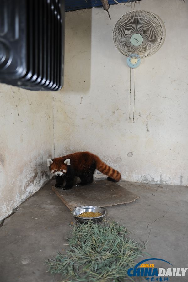 高溫天氣來(lái)襲 動(dòng)物防暑有高招