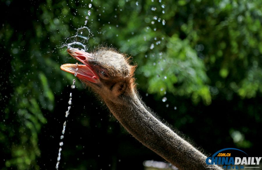 高溫天氣來襲 動物防暑有高招