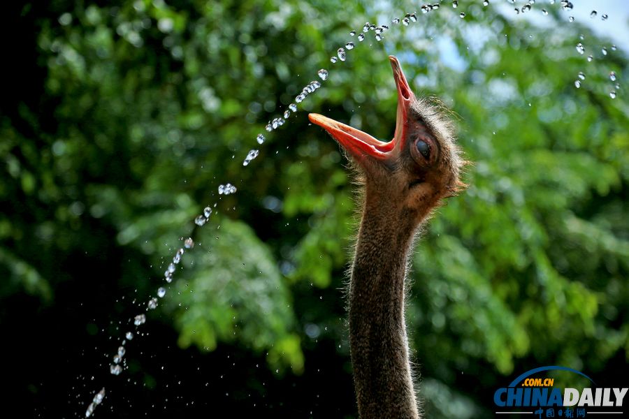 高溫天氣來(lái)襲 動(dòng)物防暑有高招