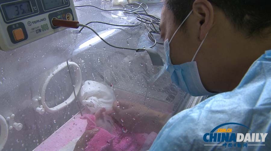 高清圖：成都新生大熊貓寶寶在暴雨中誕生