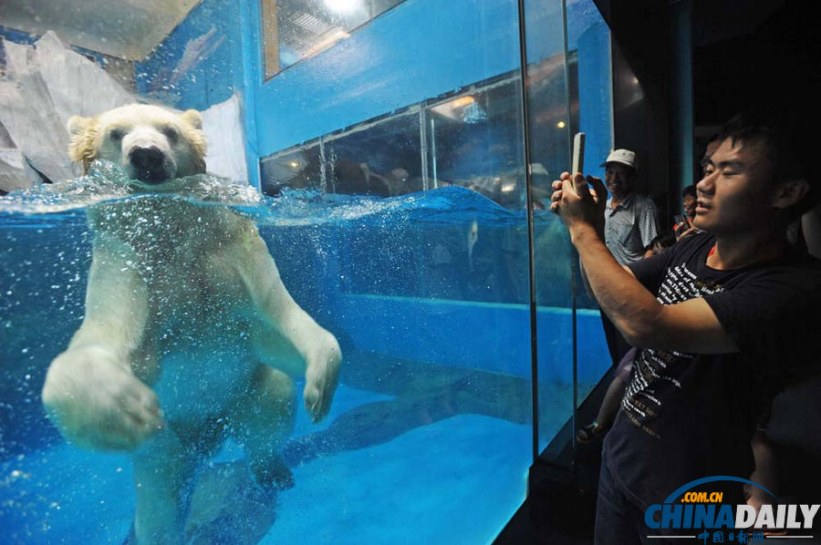 武漢：北極熊賣萌惹人愛