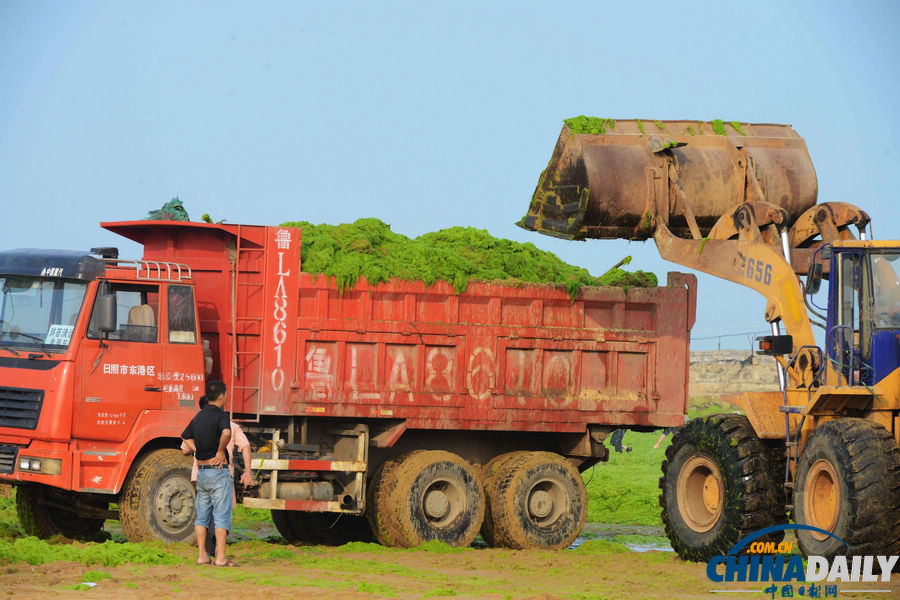 臺風“蘇力”助滸苔再擾青島