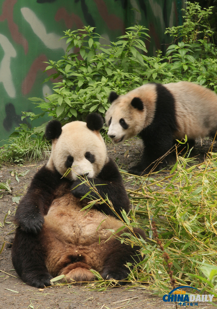 臥龍14只野化培訓大熊貓未受暴雨影響 平安無恙