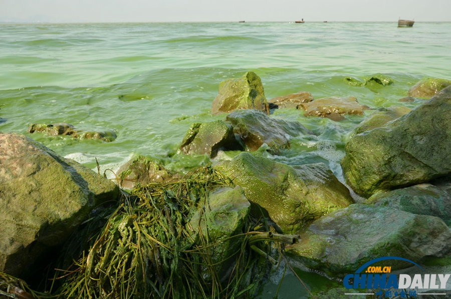 安徽巢湖東半湖藍藻大爆發 湖水粘稠幾成凍湖