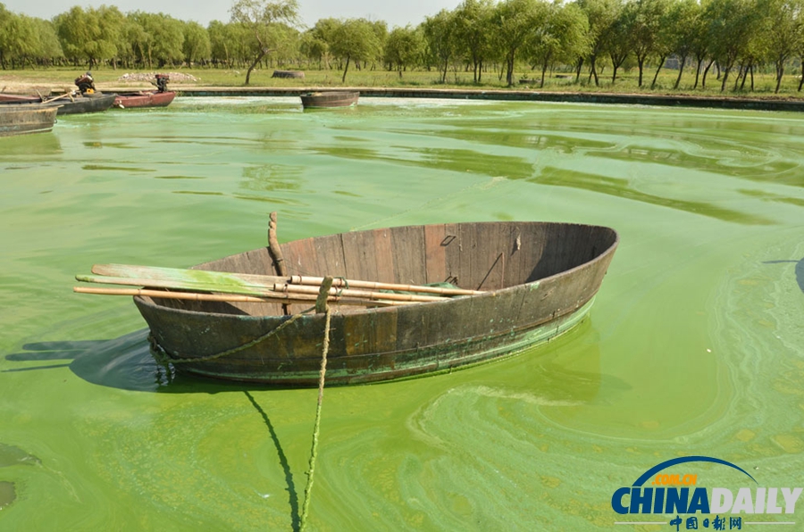 安徽巢湖東半湖藍(lán)藻大爆發(fā) 湖水粘稠幾成凍湖