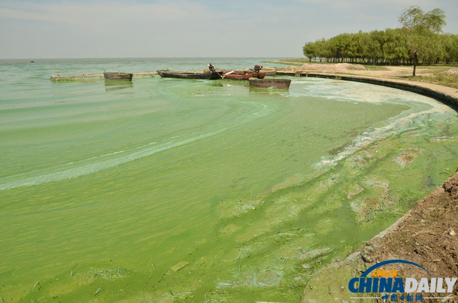 安徽巢湖東半湖藍藻大爆發 湖水粘稠幾成凍湖