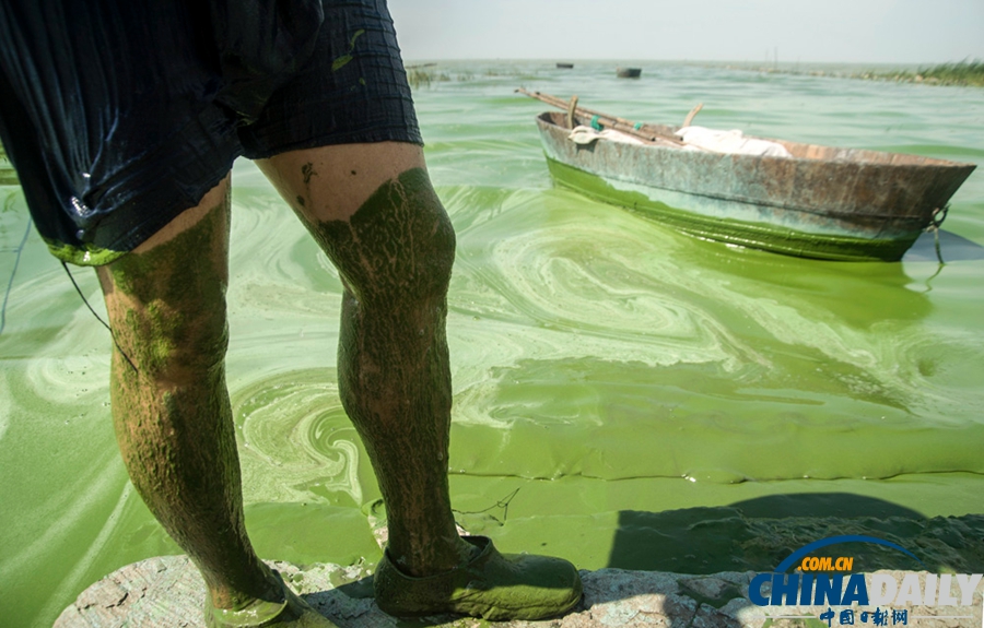 安徽巢湖東半湖藍藻大爆發 湖水粘稠幾成凍湖