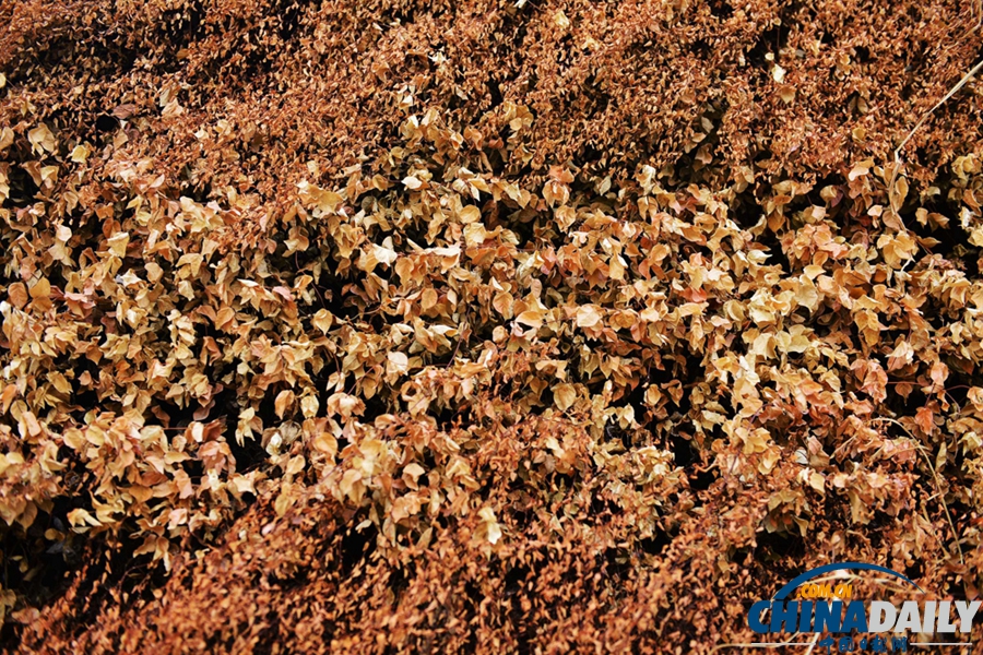 杭州極端高溫“烤焦”綠化墻