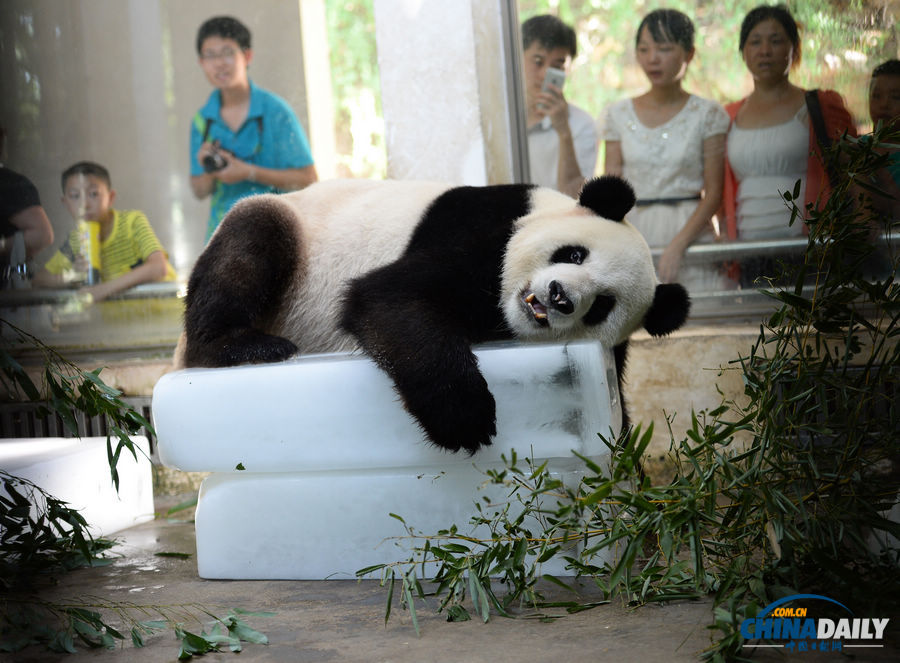 酷暑難耐 武漢大熊貓?zhí)杀禍? valign=