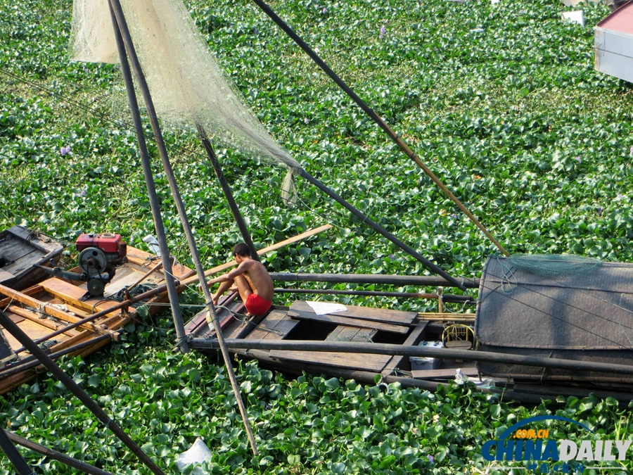 長(zhǎng)江三峽宜昌夜明珠碼頭水葫蘆大肆蔓延