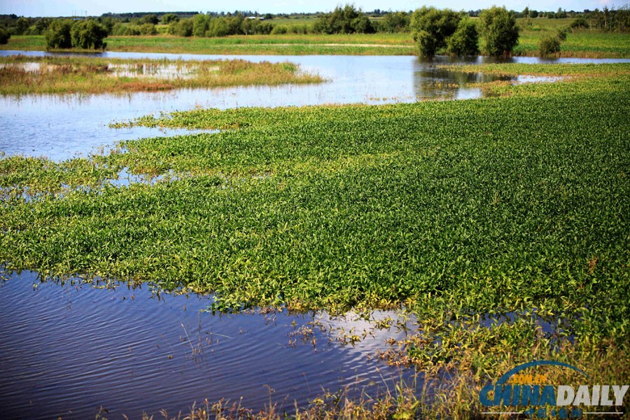 黑河特大洪災水漫農田 200余萬畝農作物受災慘重