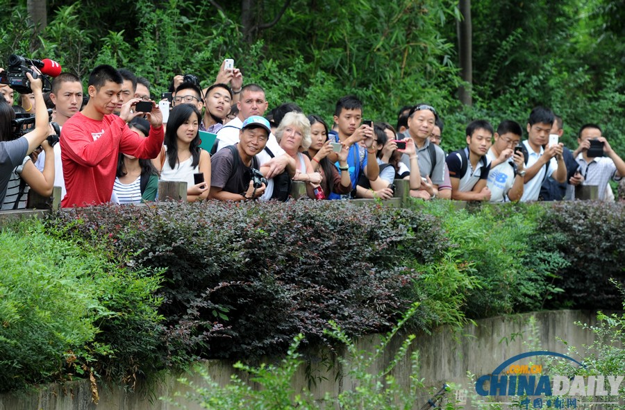 NBA球星林書豪參觀成都熊貓基地