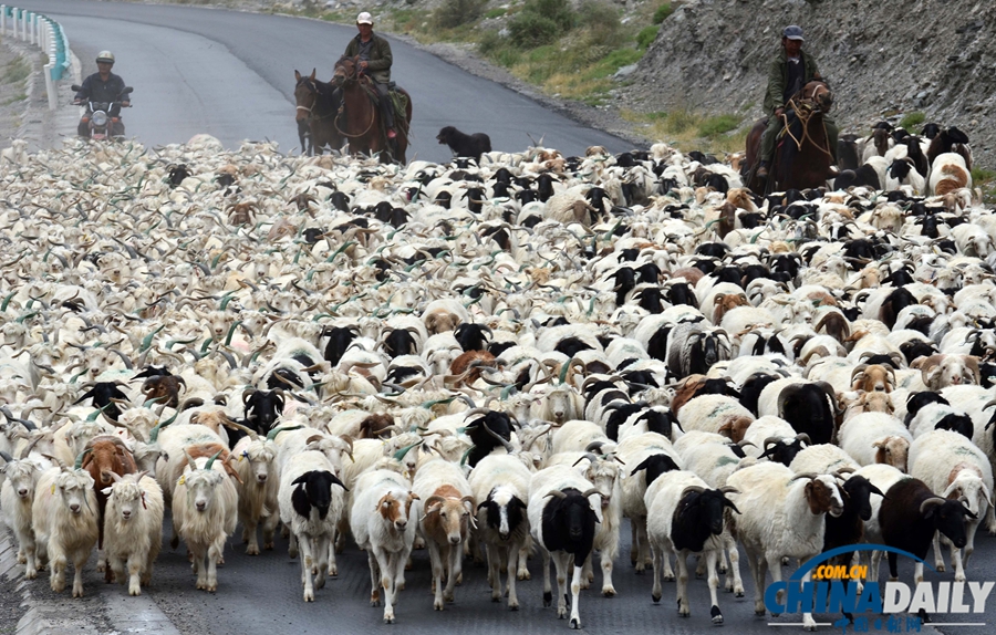 高清組圖：新疆南部牧民牛羊陸續轉場