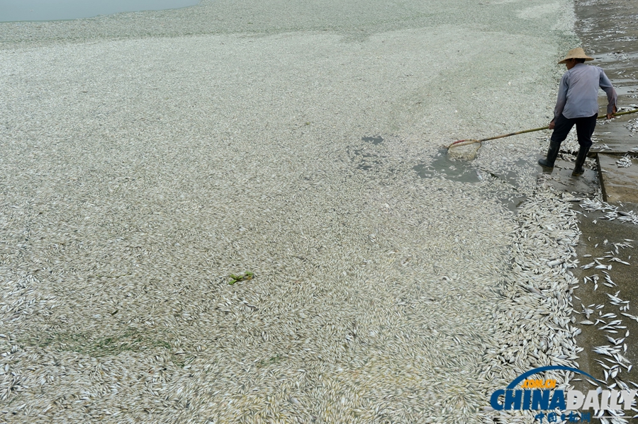 湖北武漢：府河40公里水道泛起成片死魚