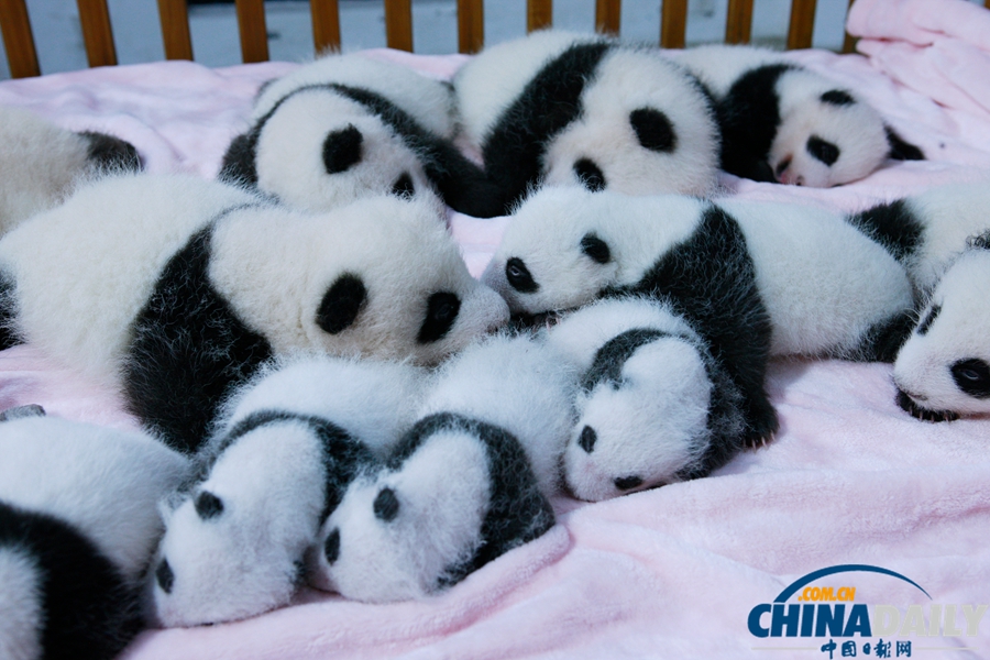 成都2013年新生大熊貓寶寶集體亮相