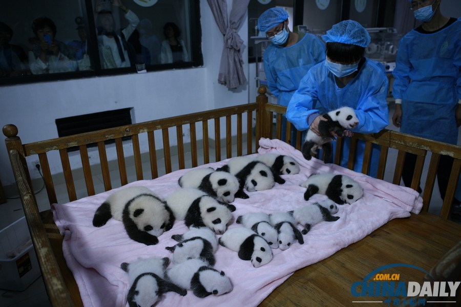 成都2013年新生大熊貓寶寶集體亮相
