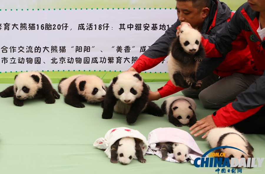2013中國(guó)保護(hù)大熊貓研究中心熊貓寶寶集體亮相