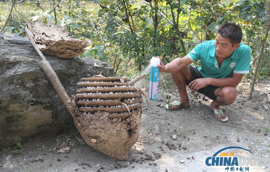 陜西三市42人被胡蜂蟄死 1周摘除蜂窩近千個(gè)