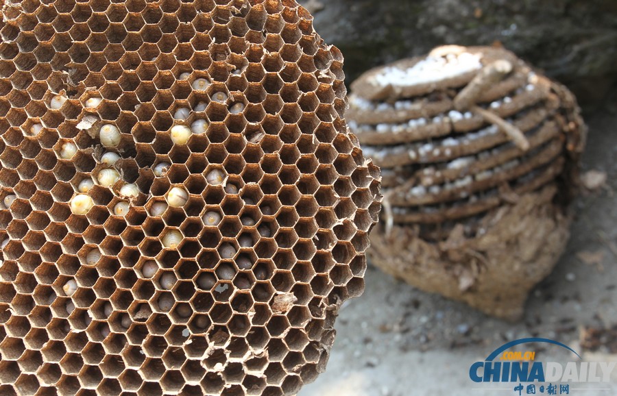 陜西三市42人被胡蜂蟄死 1周摘除蜂窩近千個(gè)