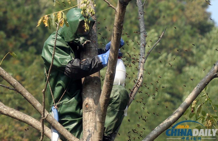 陜西三市42人被胡蜂蟄死 1周摘除蜂窩近千個