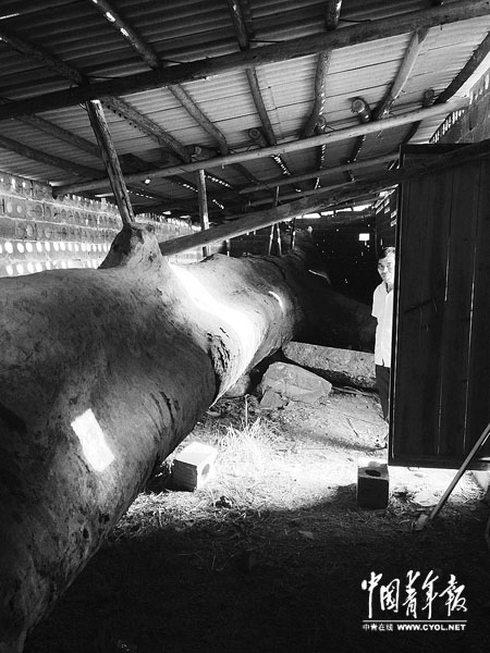 江西修水：“疑似烏木”官民相爭(zhēng)背后的躁動(dòng)