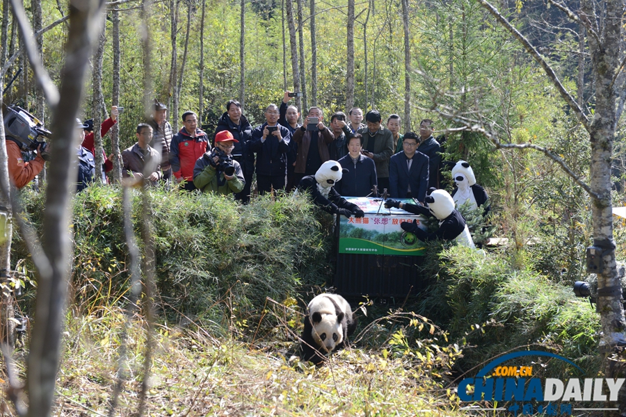 大熊貓“張想”野外放歸山林