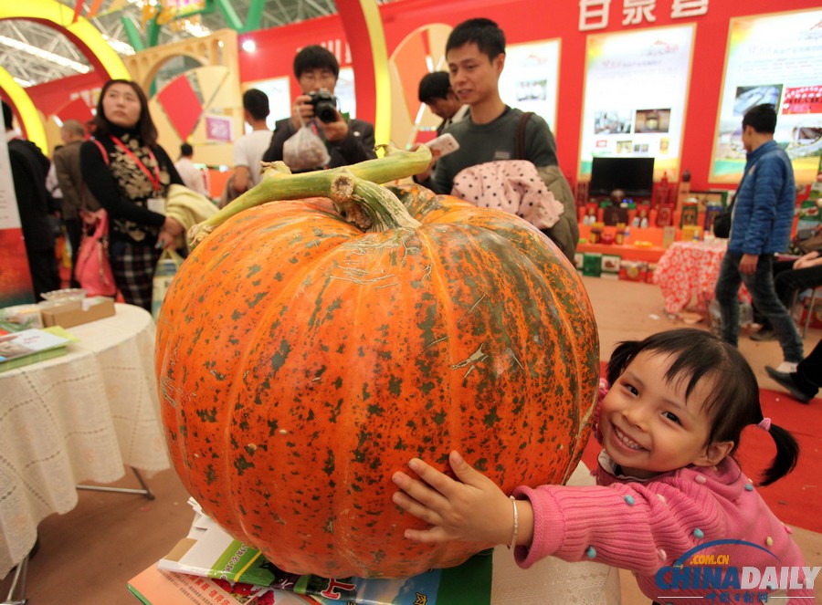 220斤南瓜王亮相楊凌農高展