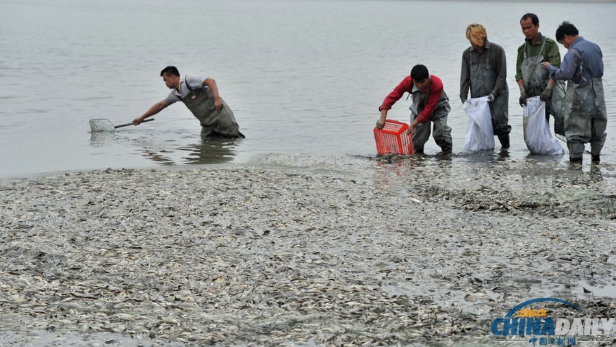 中國日報一周圖片精選：11月2日—8日