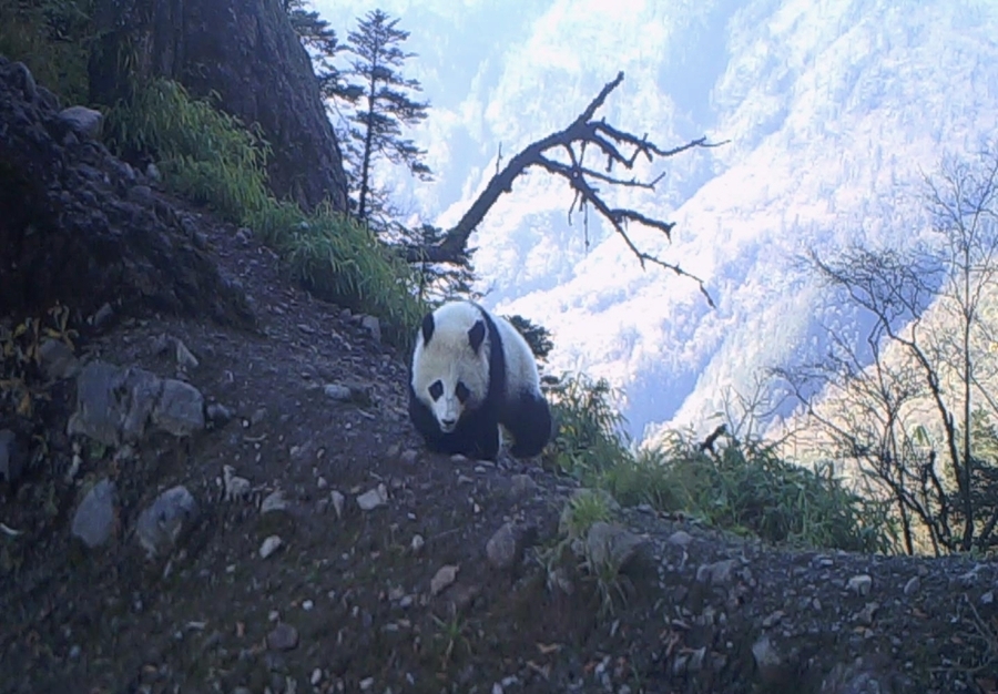 紅外相機拍到野生大熊貓母子過山崗照片