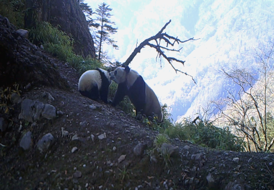 紅外相機拍到野生大熊貓母子過山崗照片
