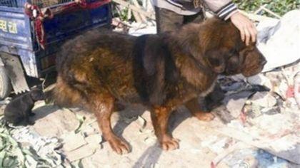 男子偷40萬藏獒回家養(yǎng) 8個(gè)月被吃窮1千轉(zhuǎn)手(圖)