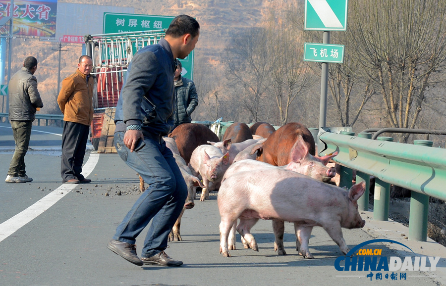 種豬大鬧高速路 交警當“豬倌”