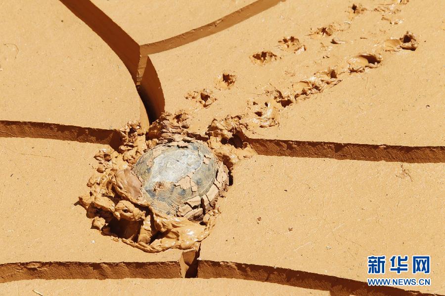 2013動(dòng)物狂想曲